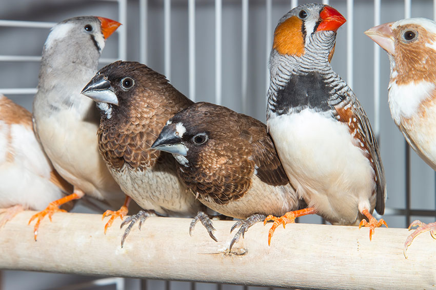 Outdoor Finch aviary complete with waterfall from Javafinch